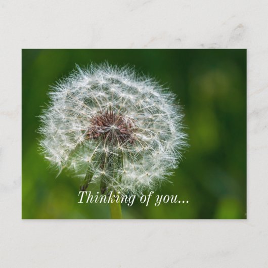 Dandelion in het licht van uw Briefkaart (Voorkant)