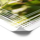 Dandelion in sunlight poster (Hoek)