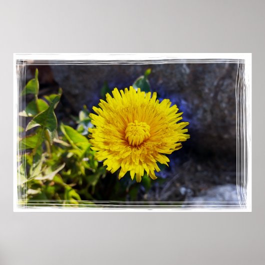 Dandelion in sunlight poster (Voorkant)