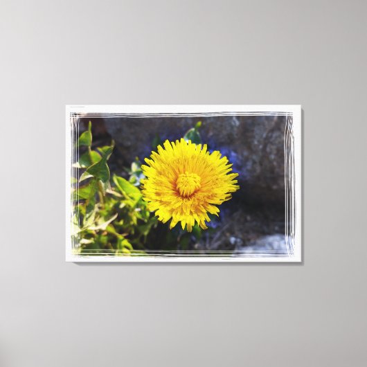 Dandelion in zonlicht canvas afdruk (Voorkant)