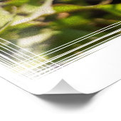 Dandelion in zonlicht foto afdruk (Hoek)