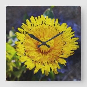 Dandelion in zonlicht vierkante klok