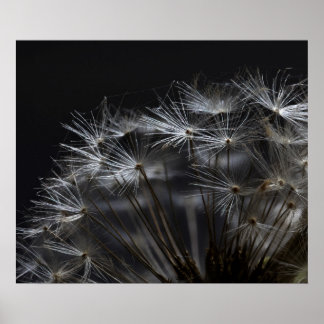 Dandelion in zwart poster