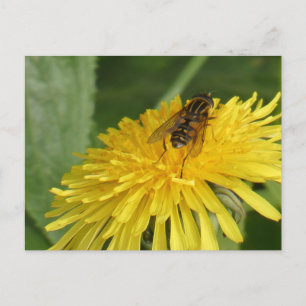 Dandelion & Insect DIY Briefkaart