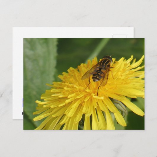 Dandelion & Insect DIY Briefkaart (Voorkant / Achterkant)