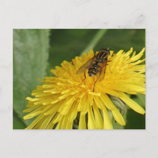 Dandelion & Insect DIY Briefkaart (Voorkant)