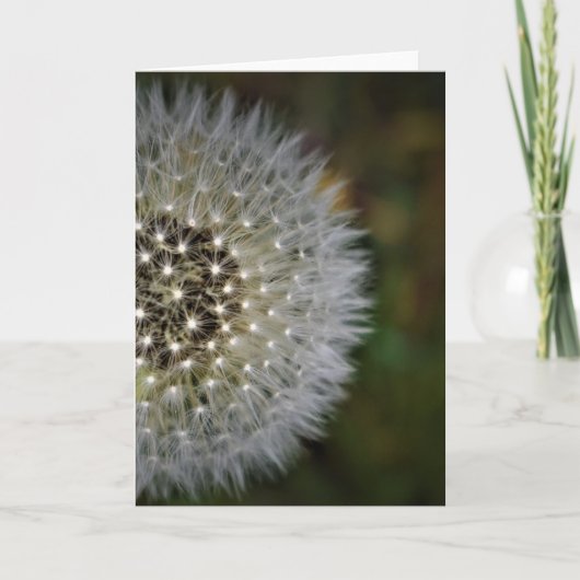 Dandelion, kaart (Voorkant)