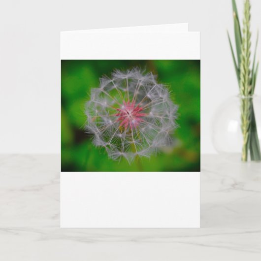 Dandelion, kaart (Voorkant)
