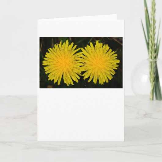 Dandelion, kaart (Voorkant)