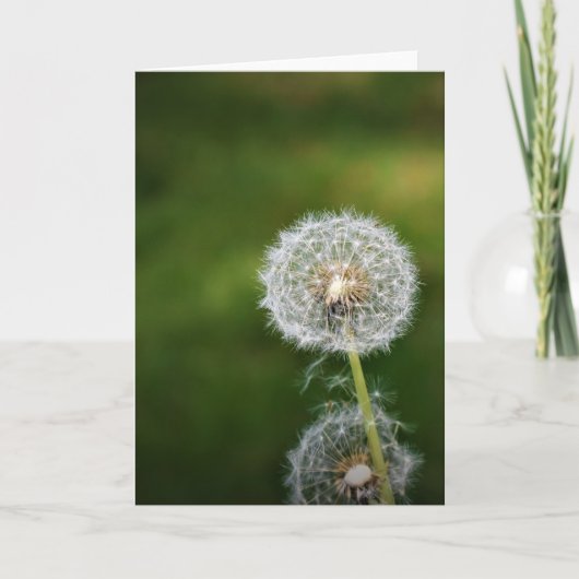 Dandelion, kaart (Voorkant)