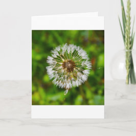 Dandelion, kaart