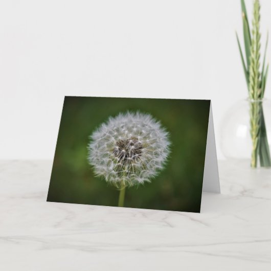 Dandelion, kaart (Voorkant)