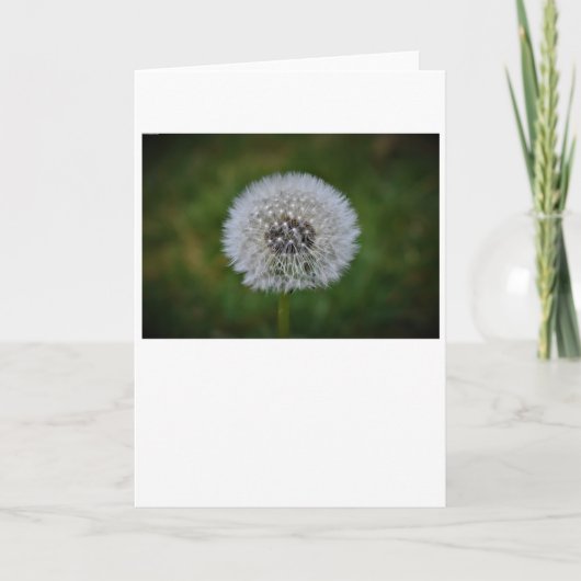 Dandelion, kaart (Voorkant)