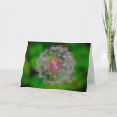 Dandelion, kaart (Voorkant)