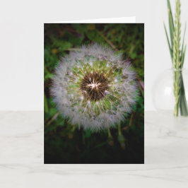 Dandelion, kaart