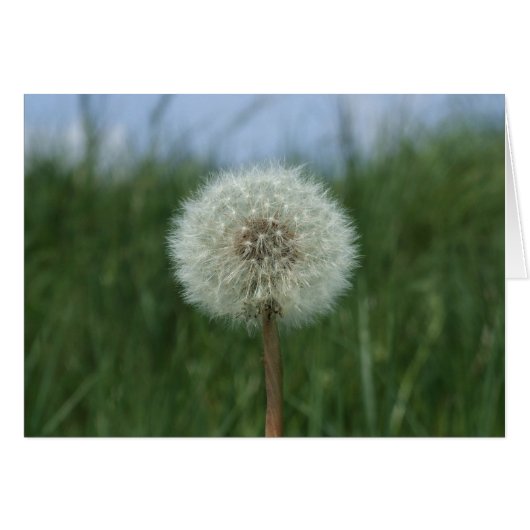 Dandelion Kaart (Voorkant Horizontaal)