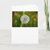 Dandelion, kaart (Voorkant)