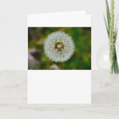 Dandelion, Kaart (Voorkant)