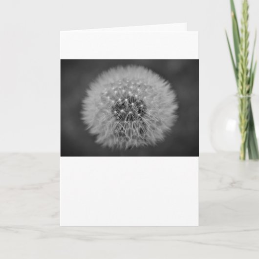 Dandelion, kaart (Voorkant)
