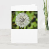 Dandelion, Kaart (Voorkant)