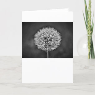 Dandelion, kaart