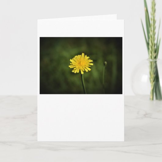 Dandelion, kaart (Voorkant)