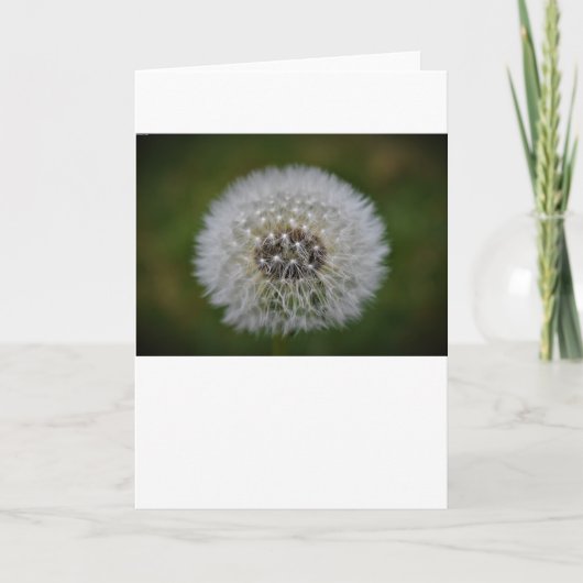 Dandelion, kaart (Voorkant)