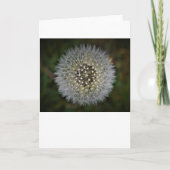 Dandelion, kaart (Voorkant)
