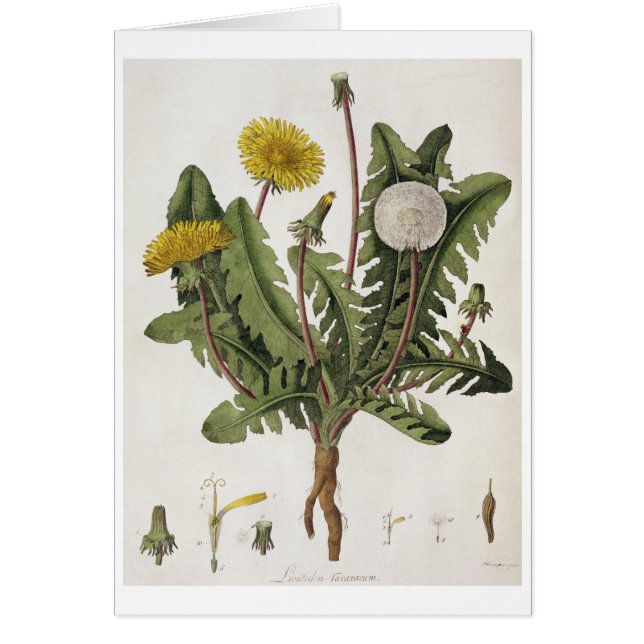 Dandelion (kleurengraving) (Voorkant)