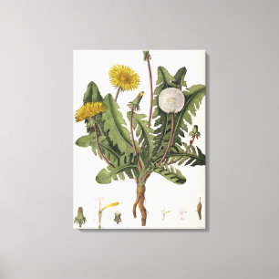 Dandelion (kleurengraving) canvas afdruk