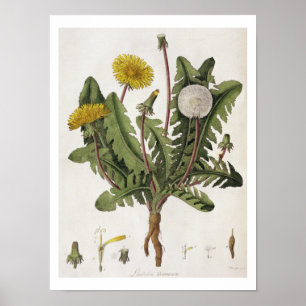 Dandelion (kleurengraving) poster