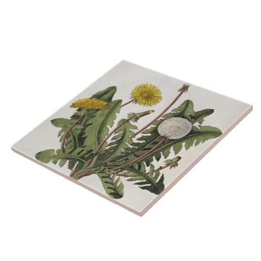 Dandelion (kleurengraving) tegeltje (Zijkant)