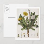 Dandelion (kleurgraving) briefkaart (Voorkant / Achterkant)