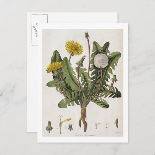 Dandelion (kleurgraving) briefkaart (Voorkant / Achterkant)
