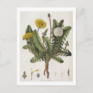 Dandelion (kleurgraving) briefkaart