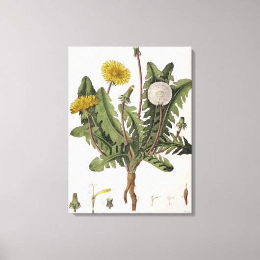 Dandelion (kleurgraving) canvas afdruk (Voorkant)