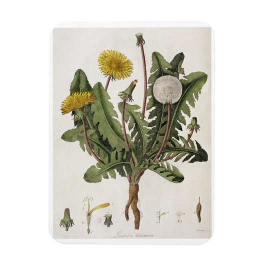 Dandelion (kleurgraving) magneet (Verticaal)