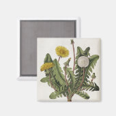 Dandelion (kleurgraving) magneet (Voorkant / Achterkant)