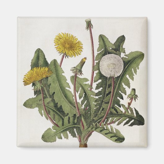 Dandelion (kleurgraving) magneet (Voorkant)