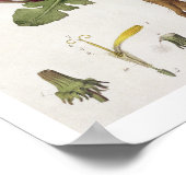 Dandelion (kleurgraving) poster (Hoek)