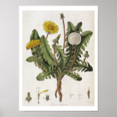 Dandelion (kleurgraving) poster (Voorkant)