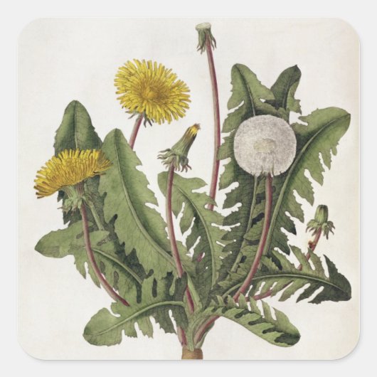 Dandelion (kleurgraving) vierkante sticker (Voorkant)