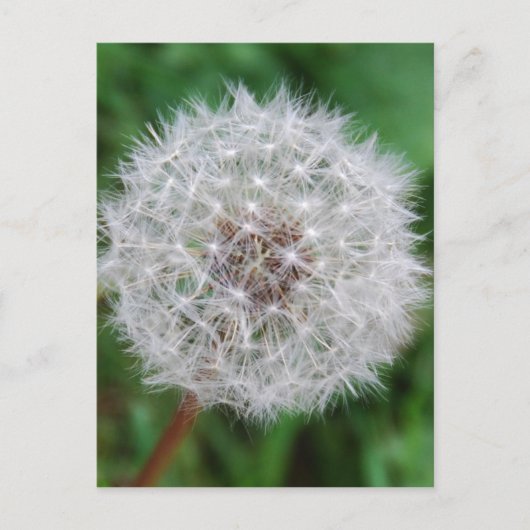 Dandelion-klok Briefkaart (Voorkant)