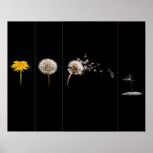 Dandelion Life Cycle Poster/Afdruk Poster