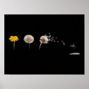 Dandelion Life Cycle Poster/Afdruk Poster