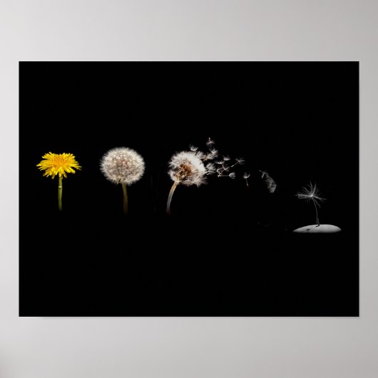 Dandelion Life Cycle Poster/Afdruk Poster (Voorkant)