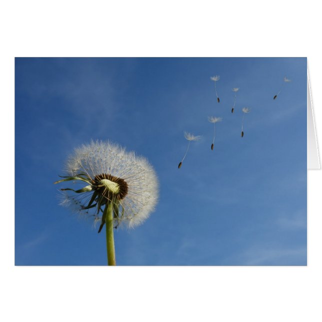 Dandelion maakt kunstafdrukken (Voorkant Horizontaal)