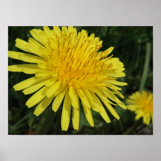 Dandelion Macro Afbeelding Poster (Voorkant)