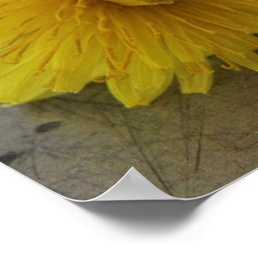 Dandelion Macro Shot Poster (Hoek)