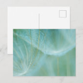 Dandelion macroon briefkaart (Voorkant / Achterkant)